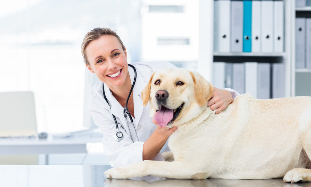 How to keep your dog happier with simple tricks