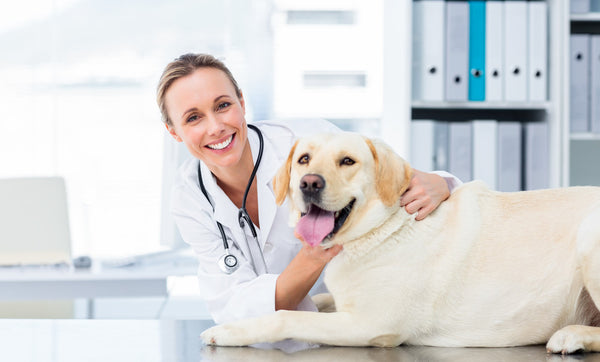 How to keep your dog happier with simple tricks