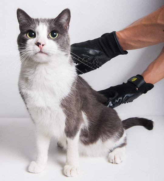 shedding cats and dogs grooming easy hair removal petting and massaging