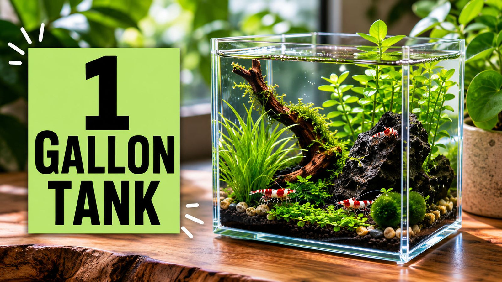 A 1 Gallon Tank Guide: What Can Actually Live in It?