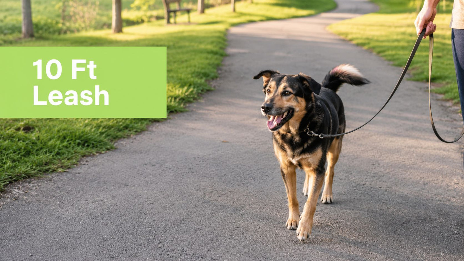 Your Guide to the 10 Ft Dog Leash: When to Use One