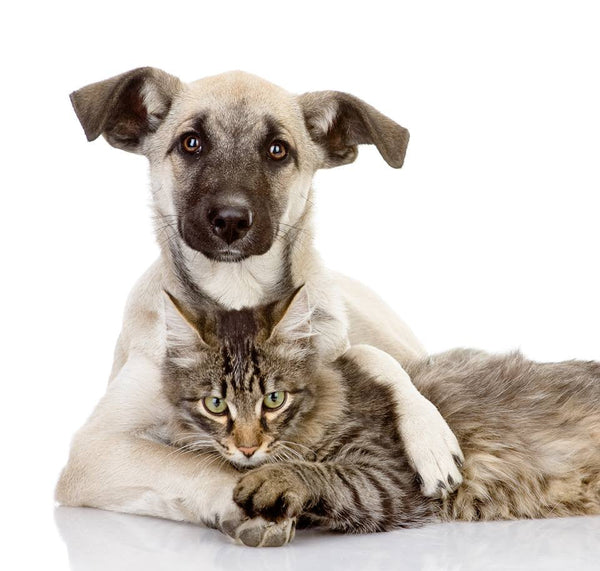 7 Simple Ways to Keep Your Dog Fit