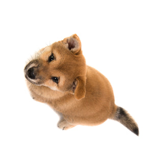 5 Easy Commands That You Can Teach Your Dog Today