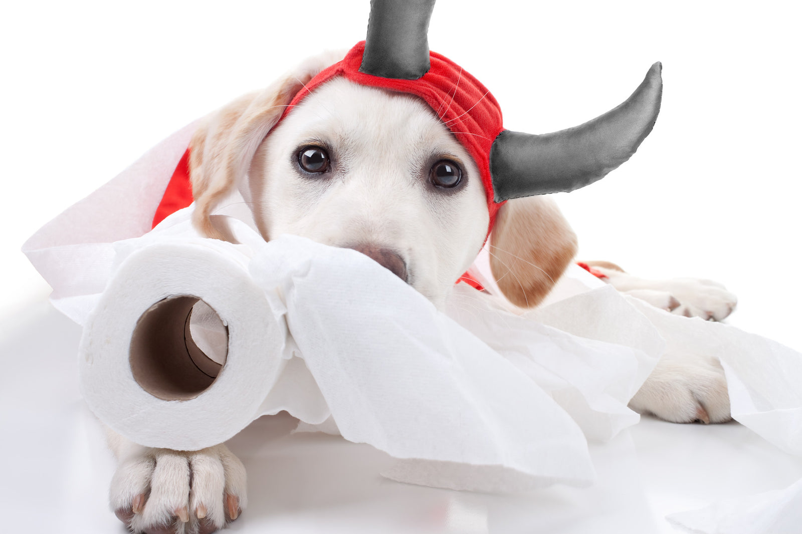 5 Easy Ways To Stops Your Dog's Inappropriate Chewing