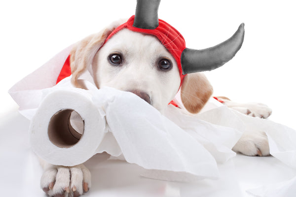 5 Easy Ways To Stops Your Dog's Inappropriate Chewing