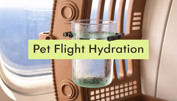 Airline Approved Pet Carrier Water Bowl: A How-To Guide