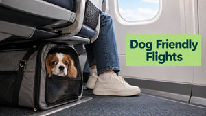7 Airlines That Take Dogs: Policies and Fees