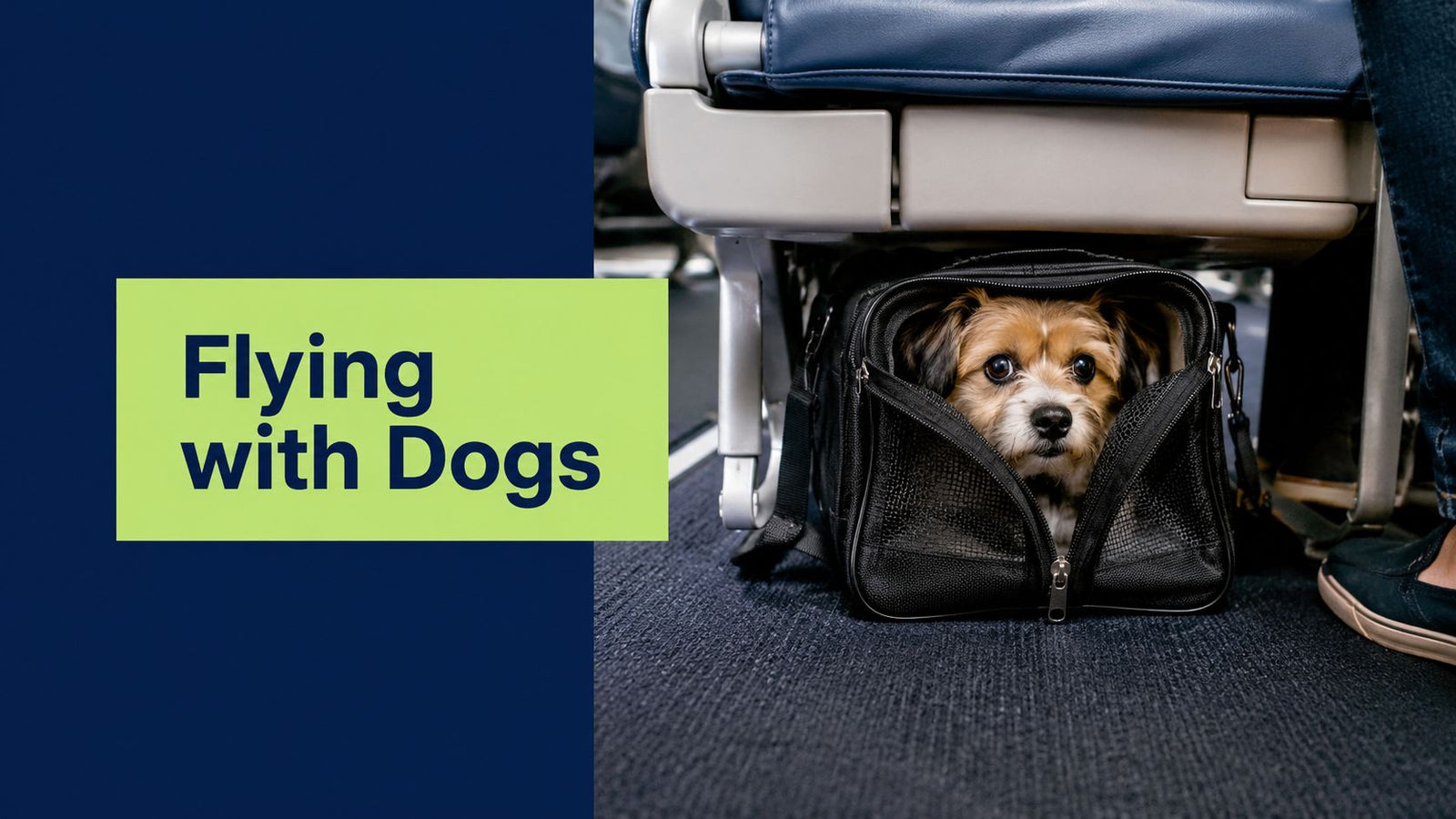 Are Dogs Allowed on Airplanes? the Complete 2026 Guide