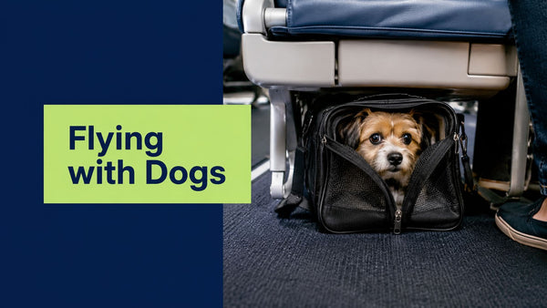 Are Dogs Allowed on Airplanes? the Complete 2026 Guide