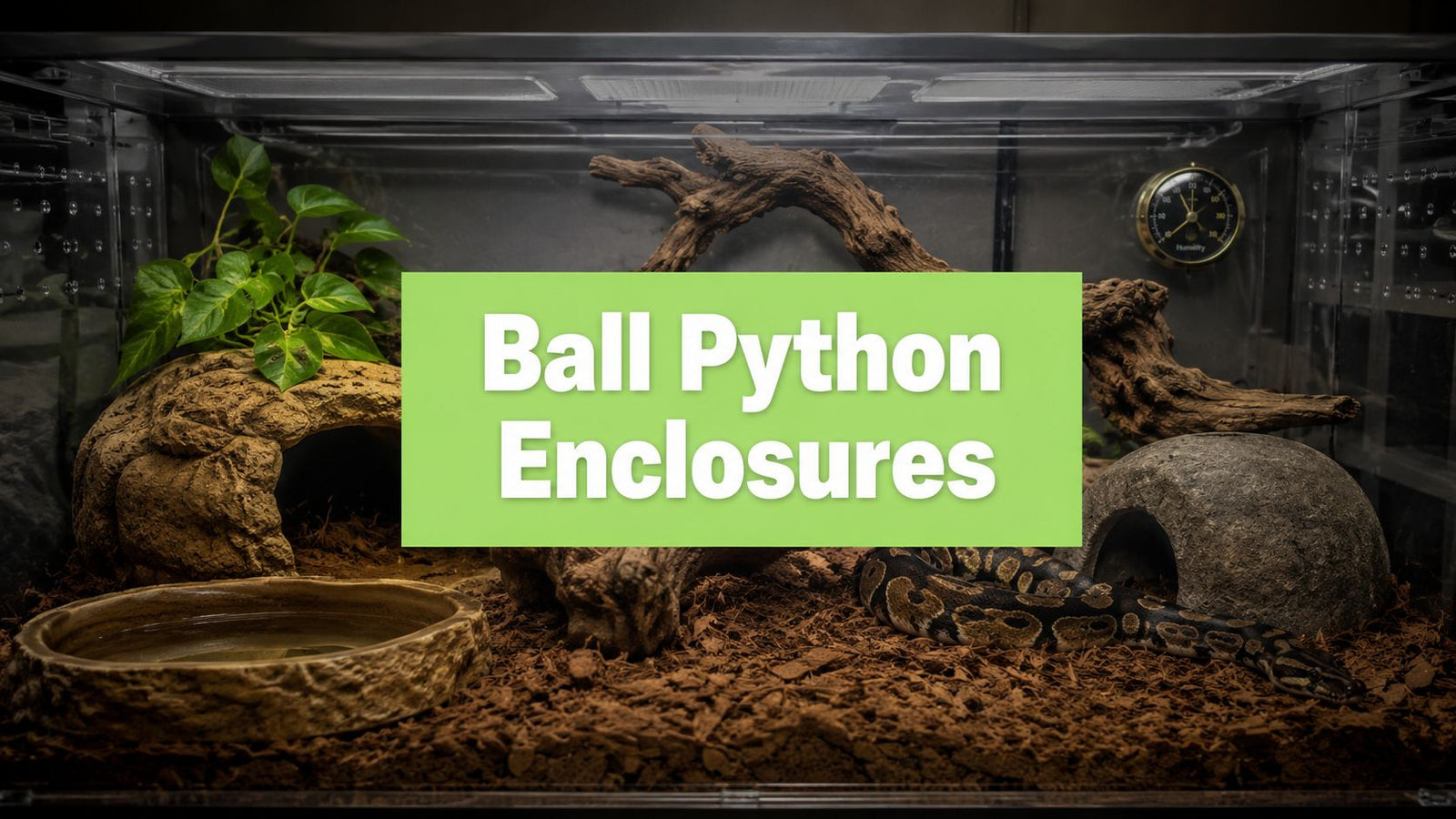 Ball Python Enclosures: A Complete Guide for 2026