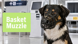 Basket Muzzle for Dogs: A Practical 2026 Owner's Guide