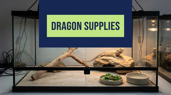 Bearded Dragon Supplies: Your Essential 2026 Checklist