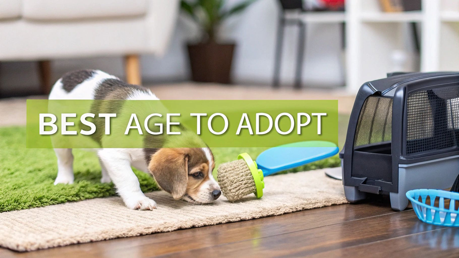 What Is the Best Age to Adopt a Puppy? An Expert Guide