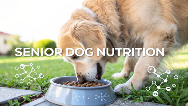 Finding the Best Dog Food for Senior Dogs