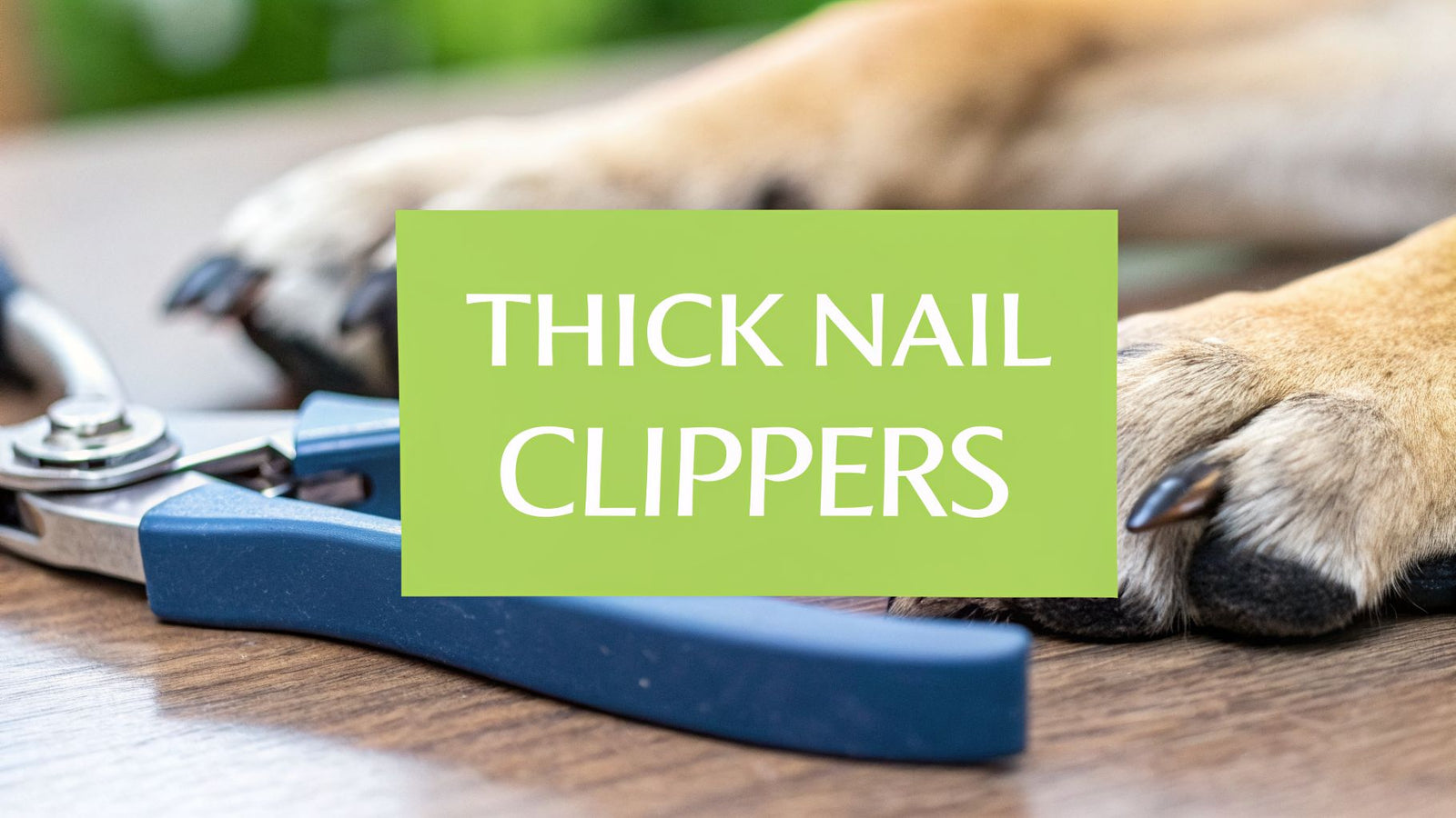 Best dog nail clippers for thick nails: Top picks for 2026