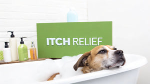Finding the Best Dog Shampoo for Itchy Skin: A Complete Guide