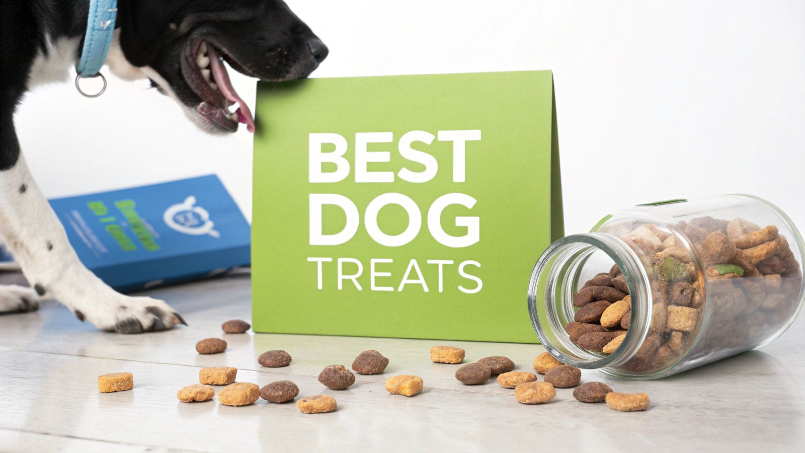 Your Guide to the Best Dog Treats for Training Success