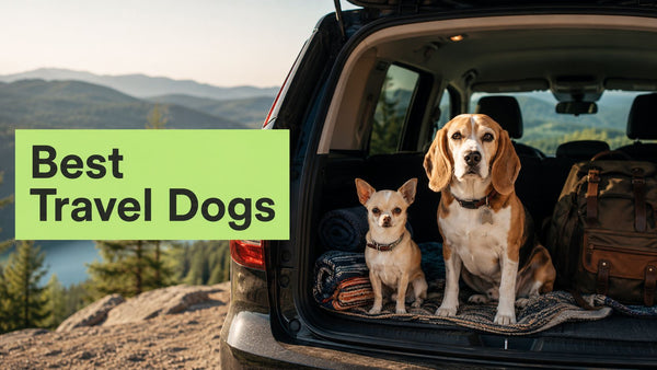 8 Best Dogs for Travel in 2026: Your Adventure Awaits