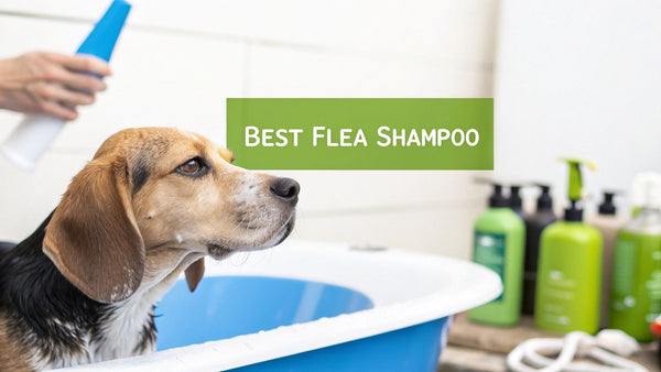 Choosing the Best Flea Shampoo for Your Pet