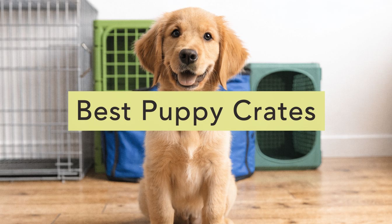 Best Puppy Crates: Top Picks for 2026