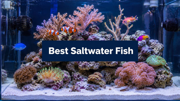 The 8 Best Saltwater Fish for Beginners in 2026