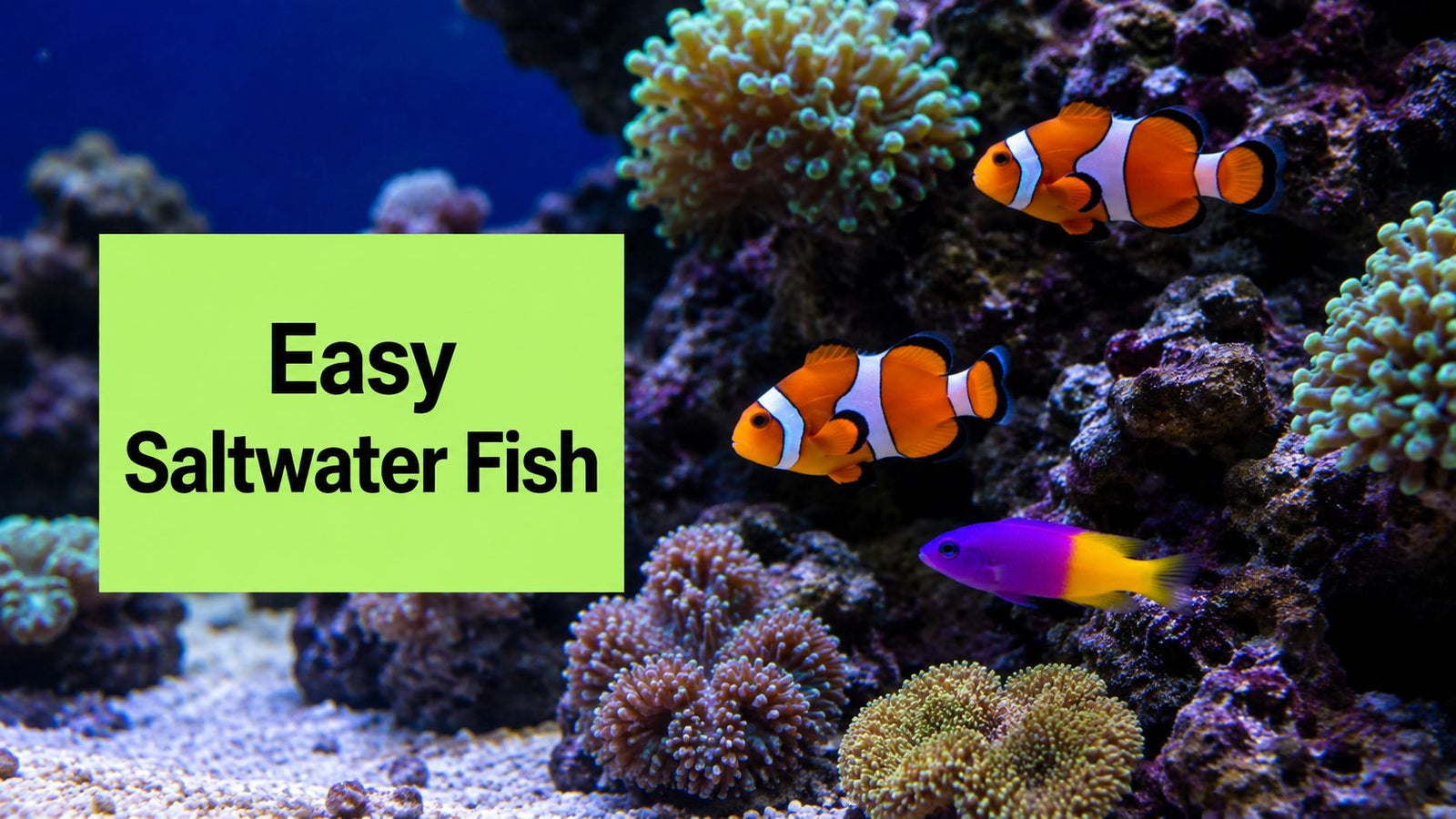 8 Best Saltwater Fish for Beginners (2026 Guide)