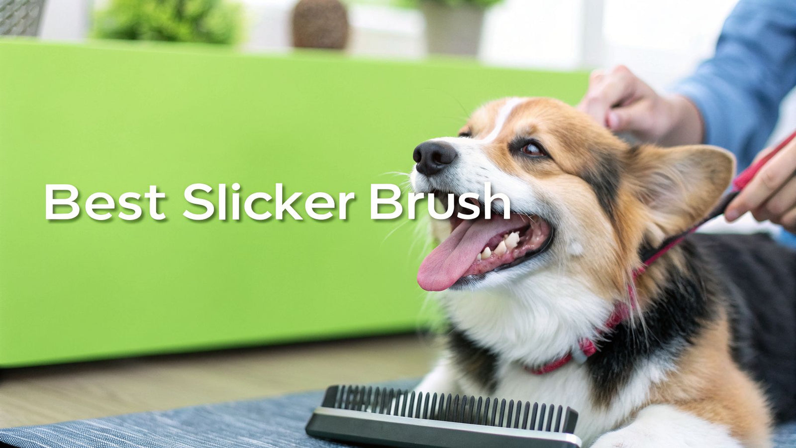 Finding the Best Slicker Brush for Dogs