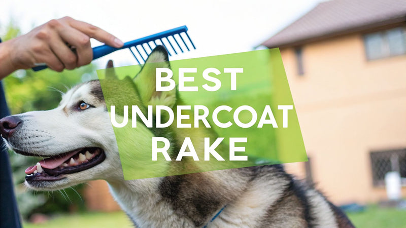 The Best Undercoat Rake for Dogs: A Practical Buyer's Guide