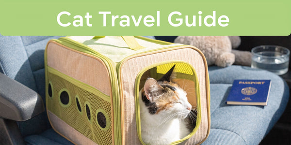 Best Way to Travel with Cats: The Low-Stress Guide
