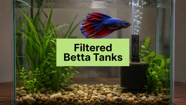Betta Tanks with Filters: Essential Guide for a Thriving