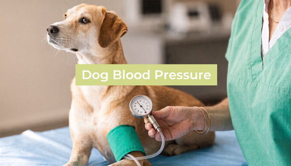 Blood Pressure in Dogs: An Owner's Complete Guide