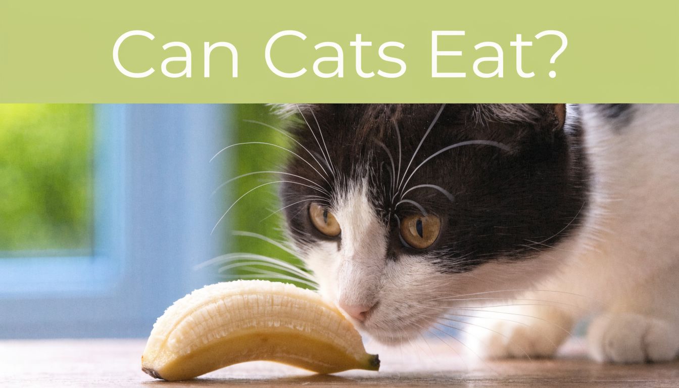Can Cats Eat Banana? A Vet-Aligned Guide for Owners