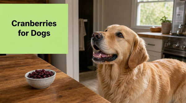 Can Dogs Eat Dried Cranberries? What You Need to Know