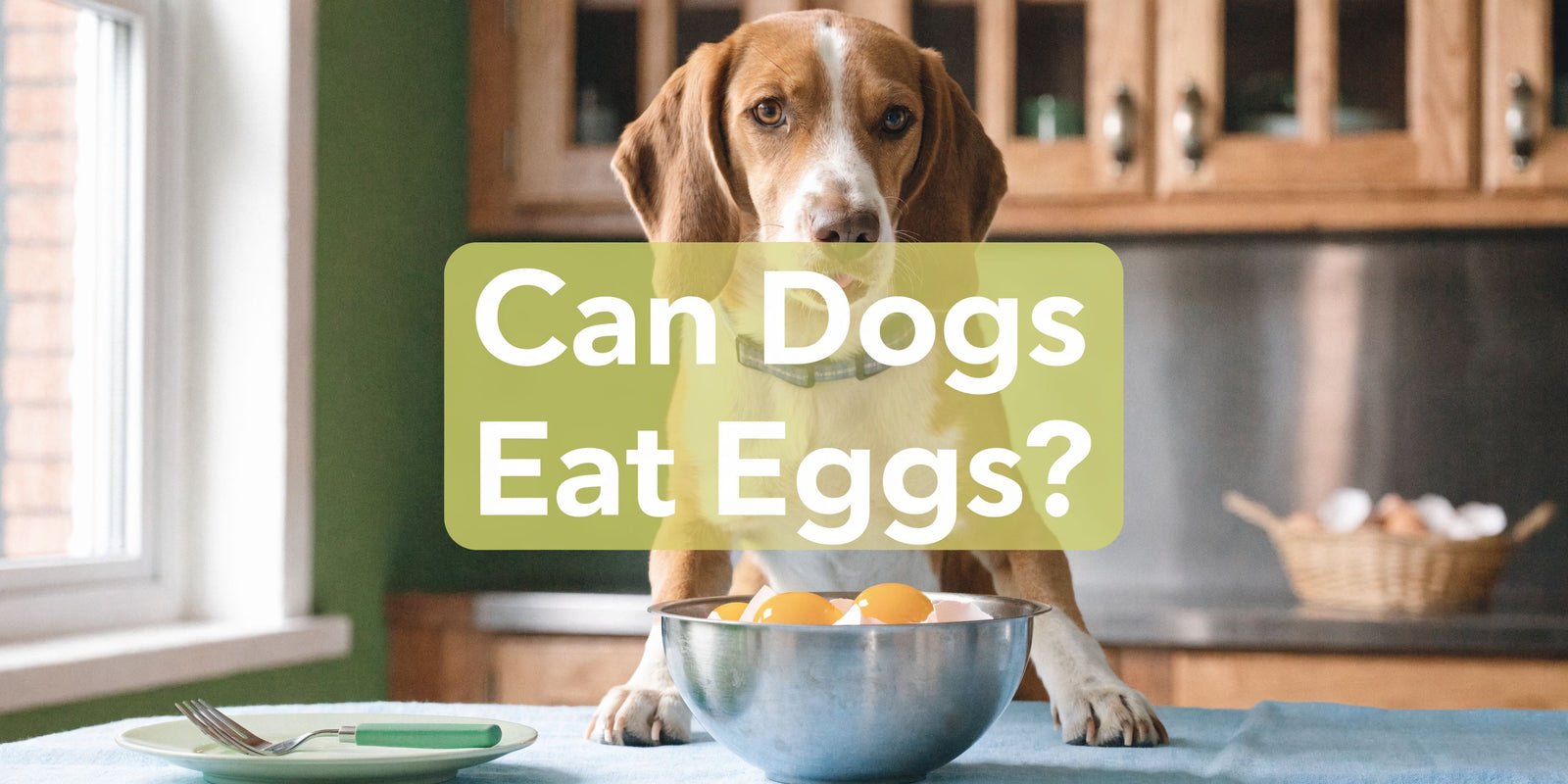 Can Dogs Eat Eggs? A Vet-Approved Guide for 2026