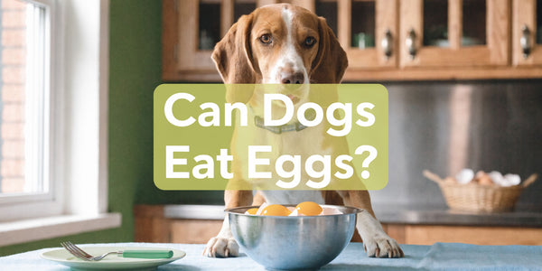 Can Dogs Eat Eggs? A Vet-Approved Guide for 2026