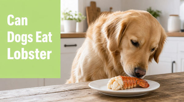 Can Dogs Eat Lobster? a Complete Guide for Pet Owners