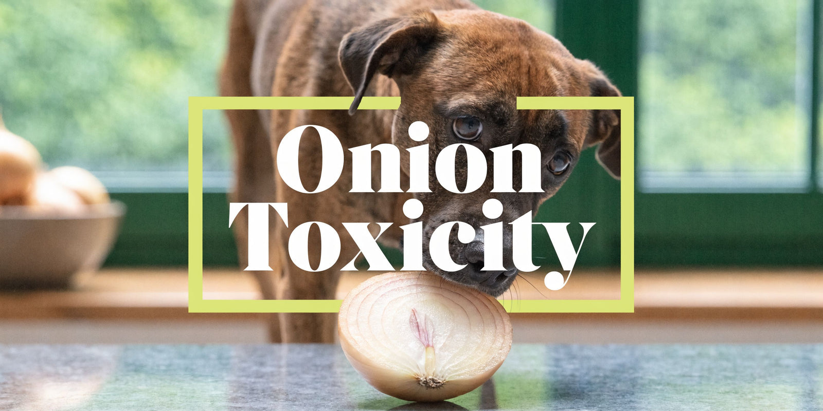 Can Dogs Eat Onions? A Guide to Onion Toxicity