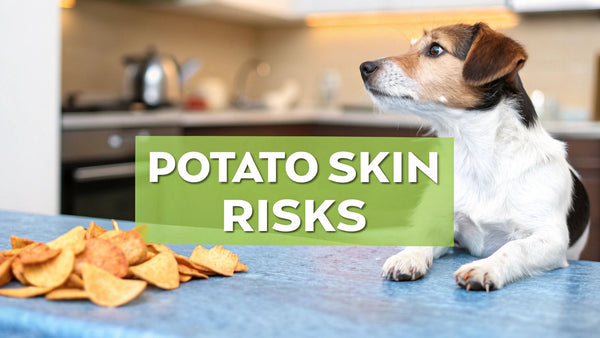 Can Dogs Eat Potato Skins? A Guide to the Risks and Safe Alternatives