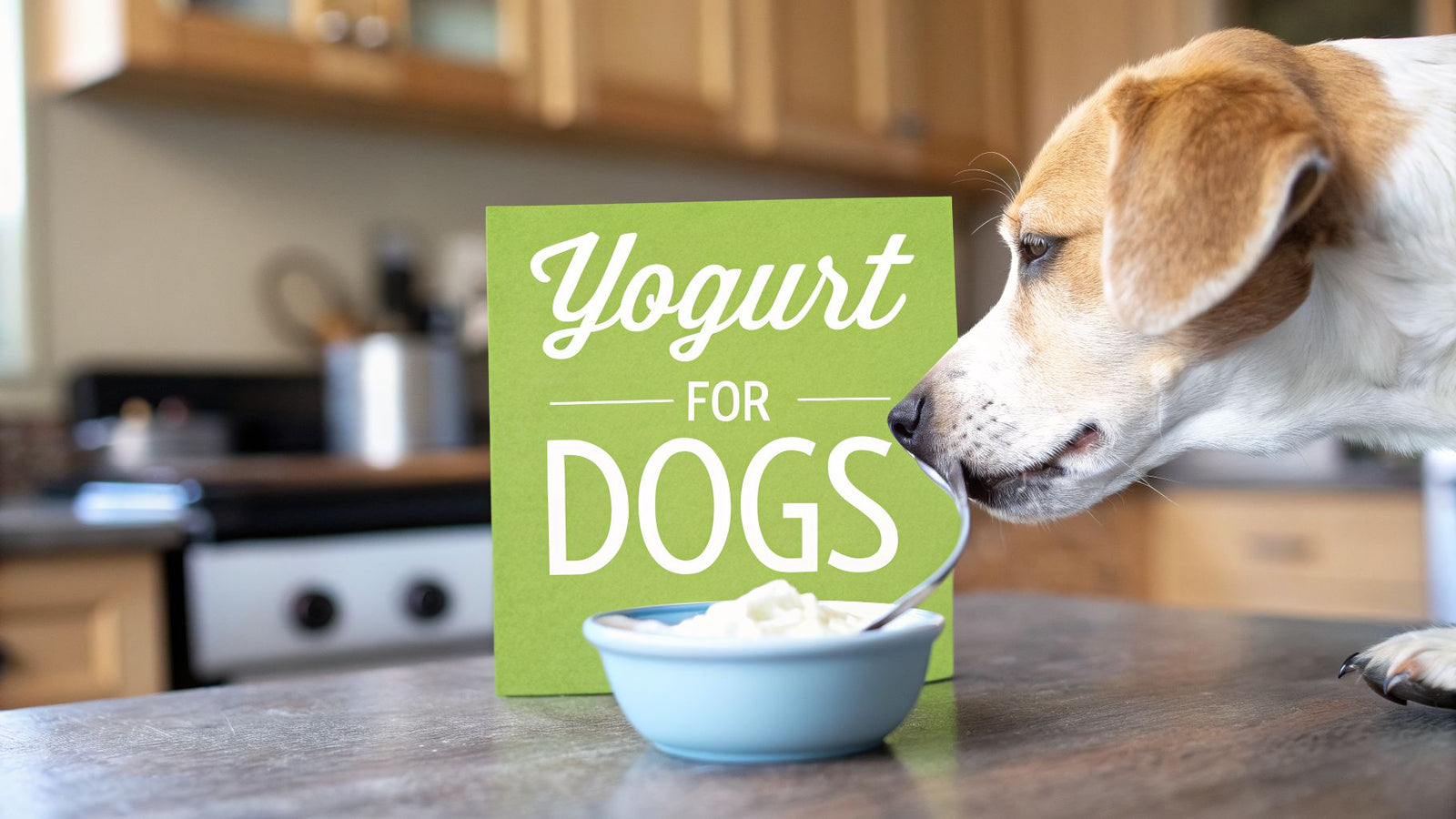 Can Dogs Eat Yogurt? A Practical Guide to This Healthy Treat