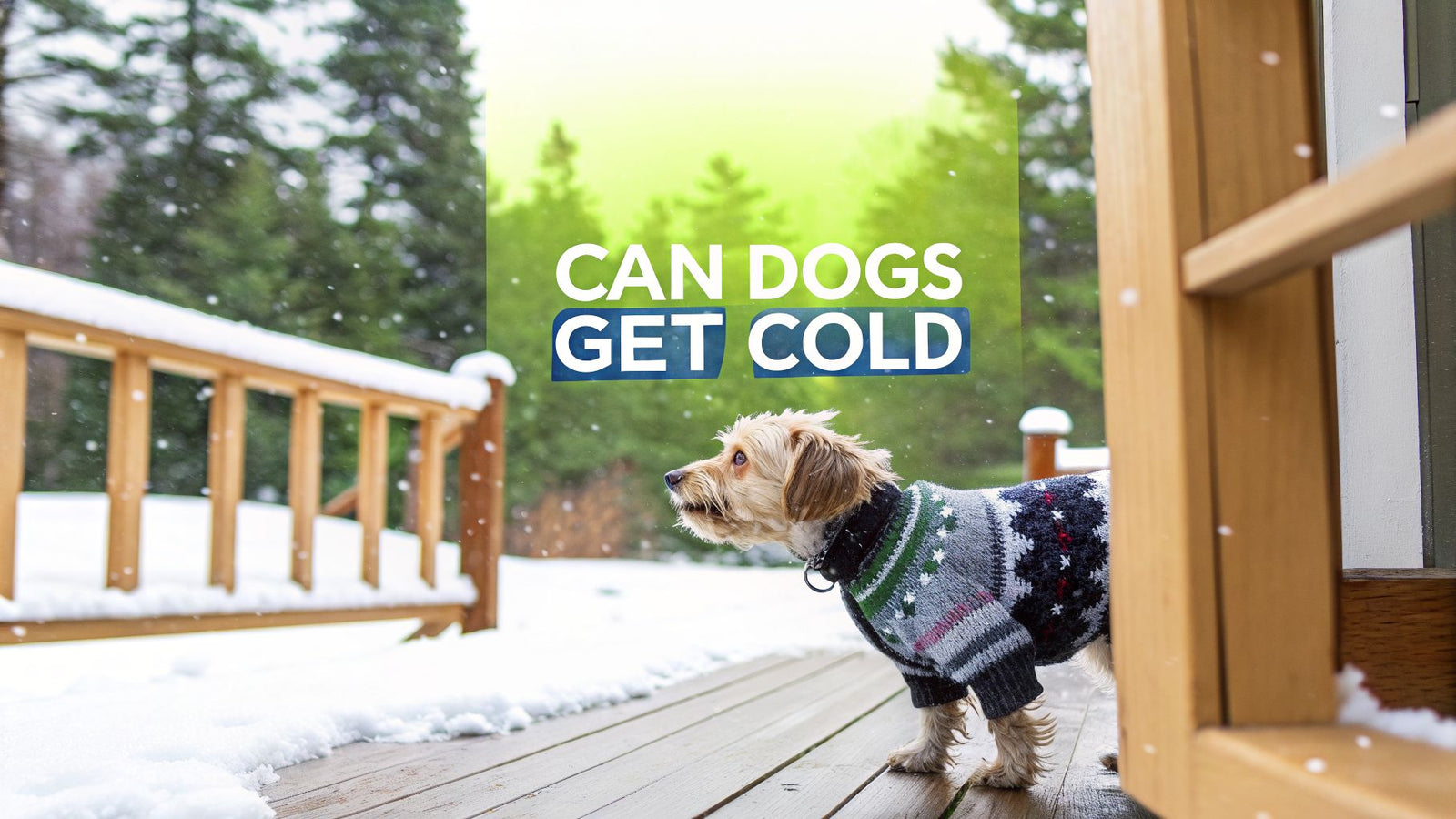 Can Dogs Get Cold: A Practical Guide to Keeping Your Pet Safe (can dogs get cold)