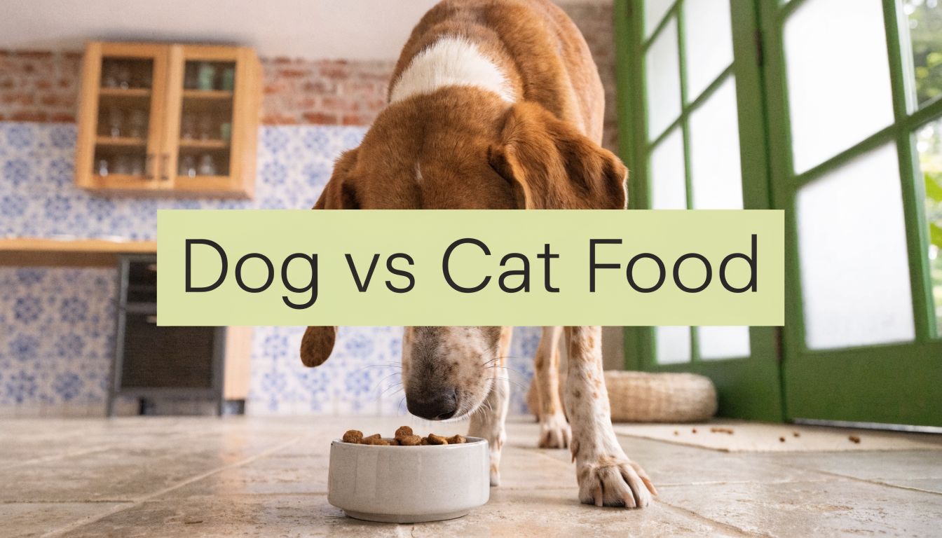 Can I Give My Dog Cat Food? Expert Advice