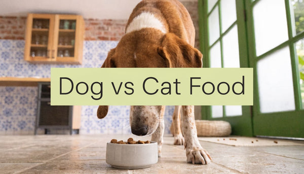 Can I Give My Dog Cat Food? Expert Advice