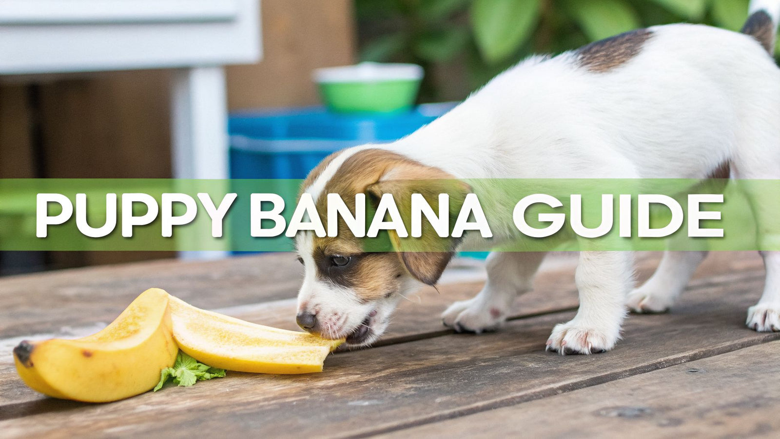 Can Puppies Eat Bananas? An Actionable Guide for Puppy Owners