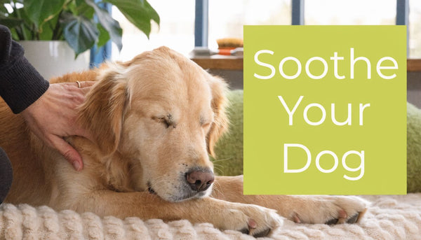 Canine Massage Techniques: How to Soothe Your Dog