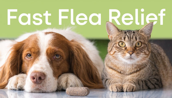 Capstar Flea Treatment: An Actionable Guide for Pet Owners