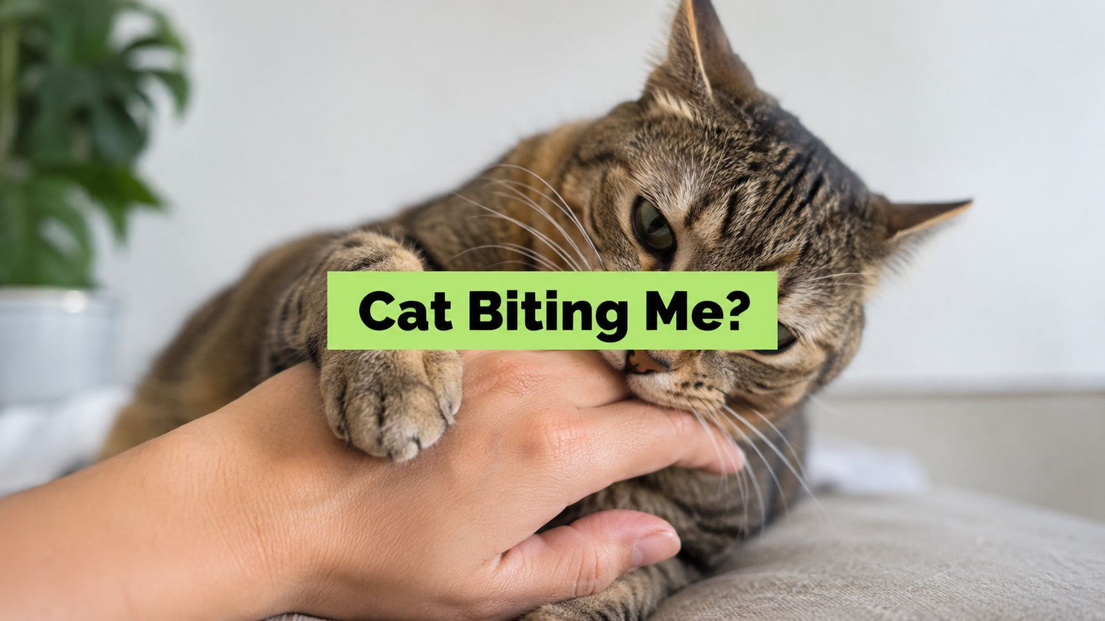 Cat Biting Me? Understand & Stop This Behavior Now