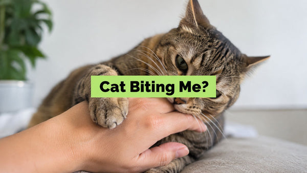 Cat Biting Me? Understand & Stop This Behavior Now