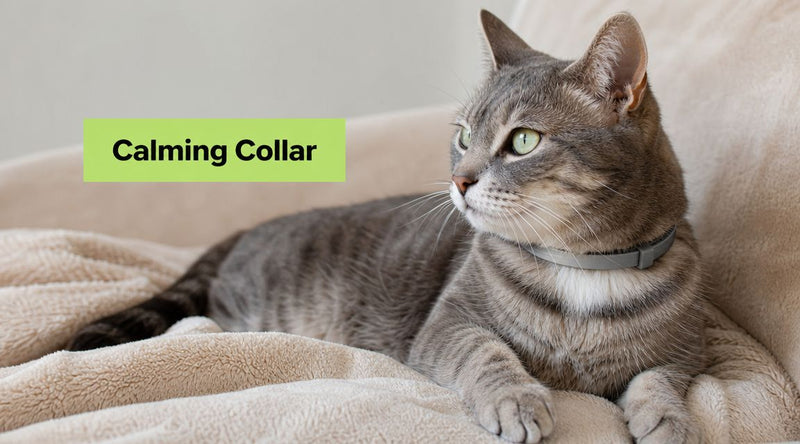 Cat Calming Collar: Guide to Efficacy & Safety