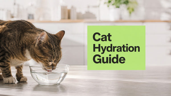 Cat Drinks a Lot of Water: A Vet-Approved Guide for 2026