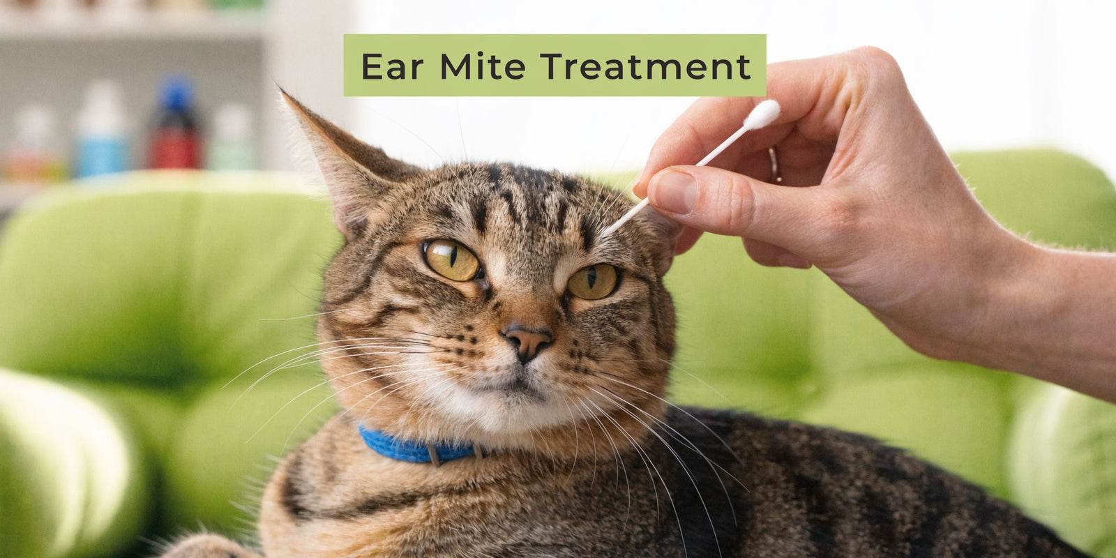 Cat Ear Mites Treatment: A Complete Step-by-Step Guide